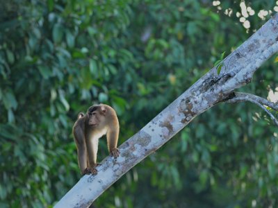 Pig tailed macaque (2)